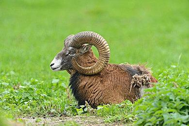 卡通风格动作冒险游戏《三狐传说》现已发售 发售特惠55.8元